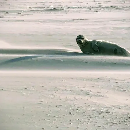 Les Jumelles De La Baie
